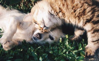 Is It True that Cats Aren’t Tolerant of Cold but Can Handle Heat, While Dogs Handle Cold Better but Struggle with Heat? What Temperatures Make Cats and Dogs Feel Cold or Hot?