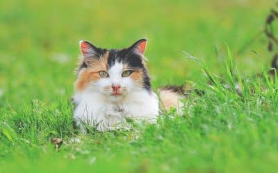 What Makes a Beautiful Cat in the Eyes of Other Cats? Why Do Calico and Tortoiseshell Cats Appeal to Cats but Seem Unattractive to Many Humans?
