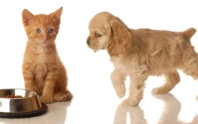 Which is Smarter: Cats or Dogs?