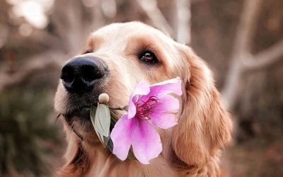 Building a Backyard Paradise: The Ultimate Guide to Creating a Safe and Beautiful Garden for Your Dog
