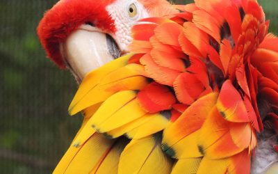 What’s It Like to Keep a Large Parrot as a Pet in the Home?