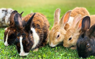 How to Care for and Internationally Relocate Rabbits