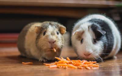 How to Care for and Internationally Relocate Small Rodents (e.g., Chinchillas, Guinea Pigs, Hamsters)