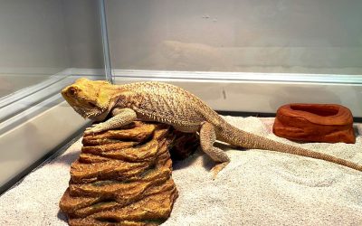 How to Care for and Internationally Relocate Common Pet Lizards