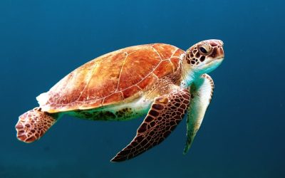 How to Care for and Internationally Relocate Fish and Aquatic Turtles