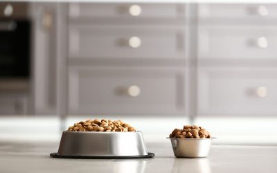 How to Read a Pet Food Ingredient List: Is More Meat Always Better?