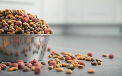 Is Low-Temperature Baked Kibble Really Better? Understanding Pet Food Manufacturing Science