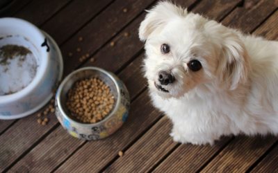 The Rise and Fall of Grain-Free Pet Food: What You Should Know in 2025