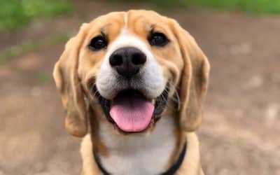 What Your Dog’s Breed Might Reveal About You—A Vet’s Insight That Has Dog Lovers Howling in Agreement