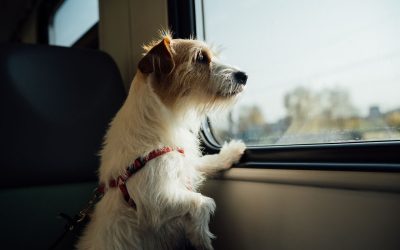 It’s Getting Harder and Pricier to Fly With Your Pet