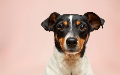 Why Do Some Dogs Fart So Much? Understanding Canine Flatulence