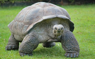 How to Care for and Internationally Relocate a Large Tortoise