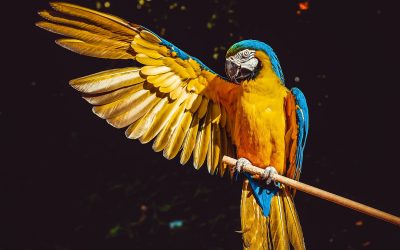 How to Care for and Internationally Relocate Birds and Parrots