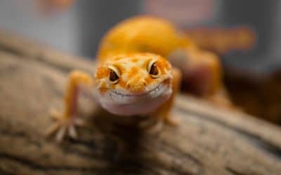 What’s It Like to Keep Large Lizards and Tortoises as Pets in the Home?