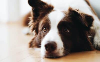 What Herding Dogs Can Teach Us About Genetics, Intelligence, and Travel Compatibility