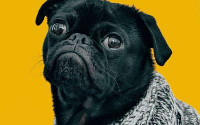 What Makes a Dog Attractive to Other Dogs? Do White Dogs Really Have More Fun?