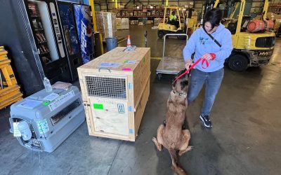 Beyond the Health Certificate: Why Pet Agents Matter in International Relocation
