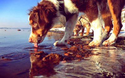 Why Can’t Dogs Drink Water Like Humans? The Science Behind Messy Lapping (and How to Keep It Safe)