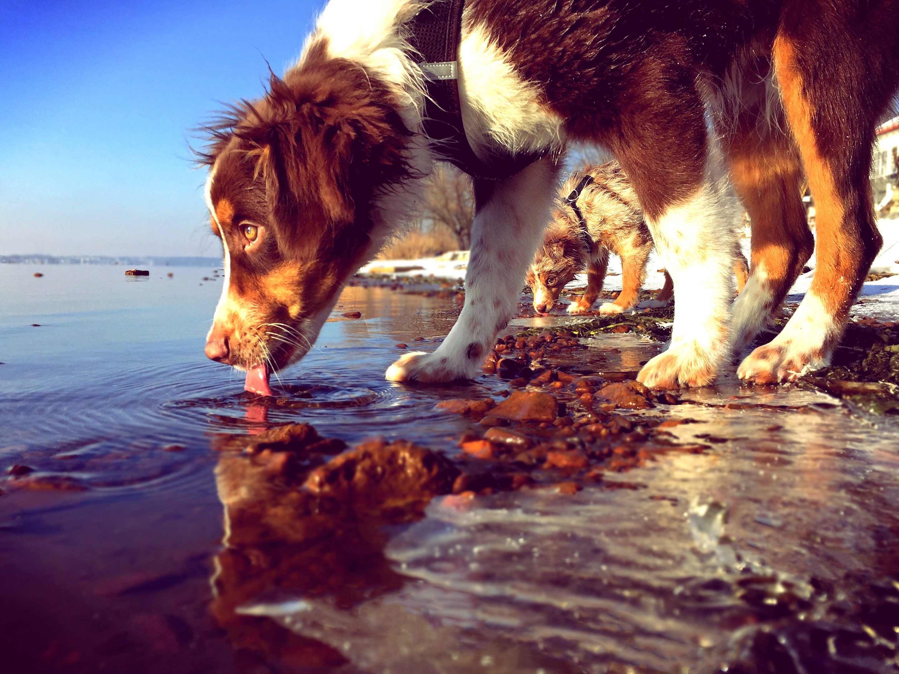Dog playing in water outdoors with caution about water intoxication risk