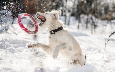 Lake Tahoe Winter Dog Travel Guide: Snow, Safety, Chain Controls, and Dog-Friendly Activities