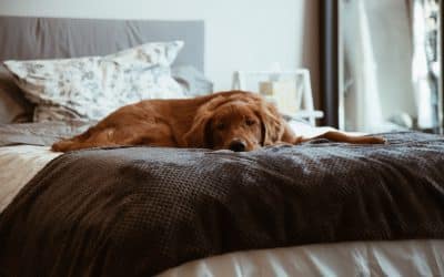 Do You Let Your Dog Sleep in Your Bed?
