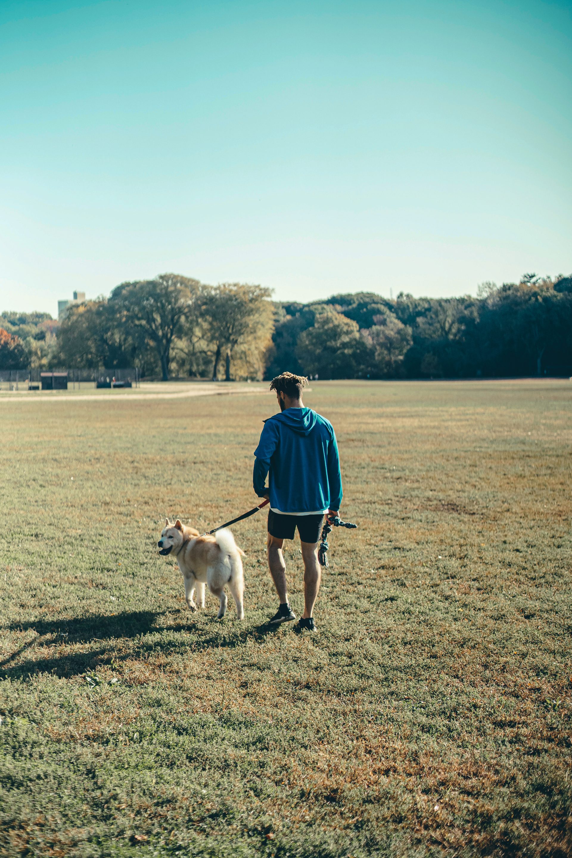 A man in a blue jacket walking a dog on a leash across a sunny grassy park field