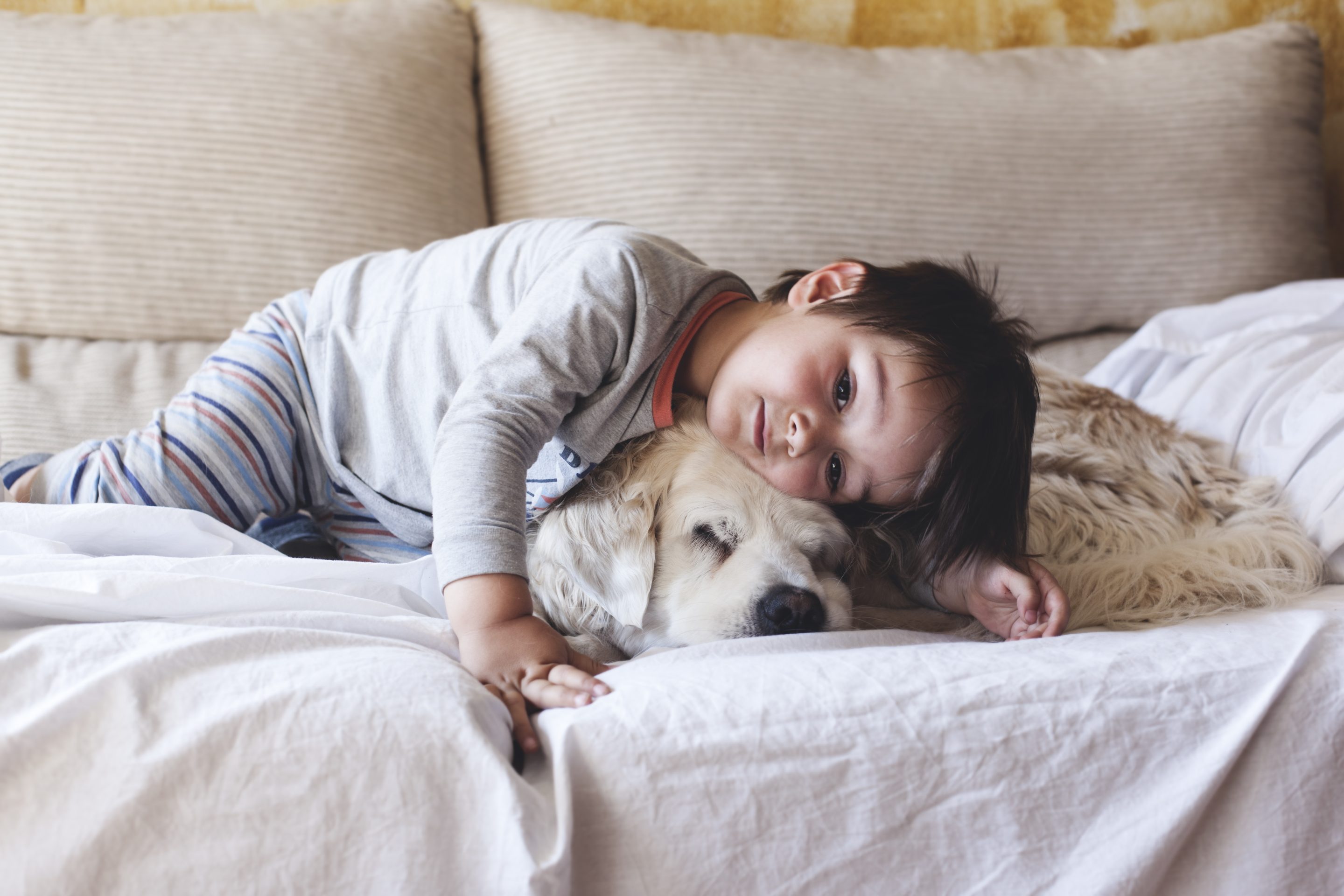 Living with Pets Toddler resting on sleeping golden retriever