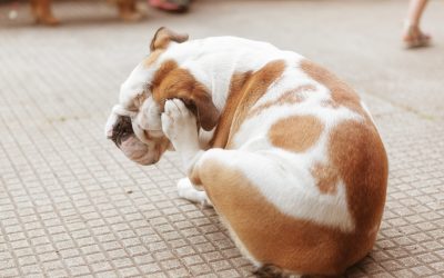 When Choosing a Dog, Don’t Only Look at How Cute He Is