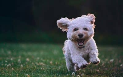 Your Dog’s Personality Might Be Something You Helped Create